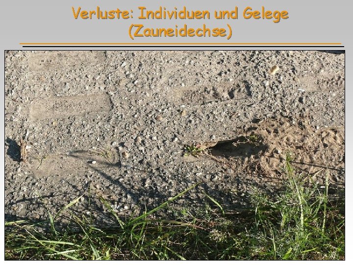 Verluste: Individuen und Gelege (Zauneidechse) 