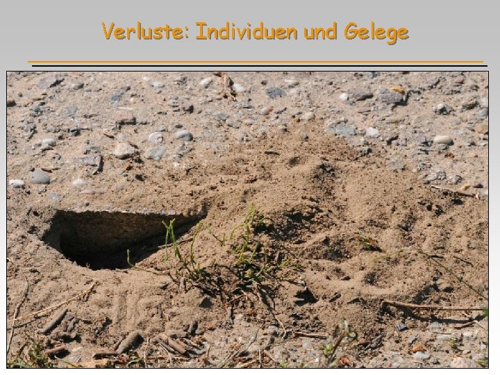 Verluste: Individuen und Gelege 