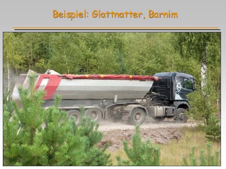 Beispiel: Glattnatter, Barnim 