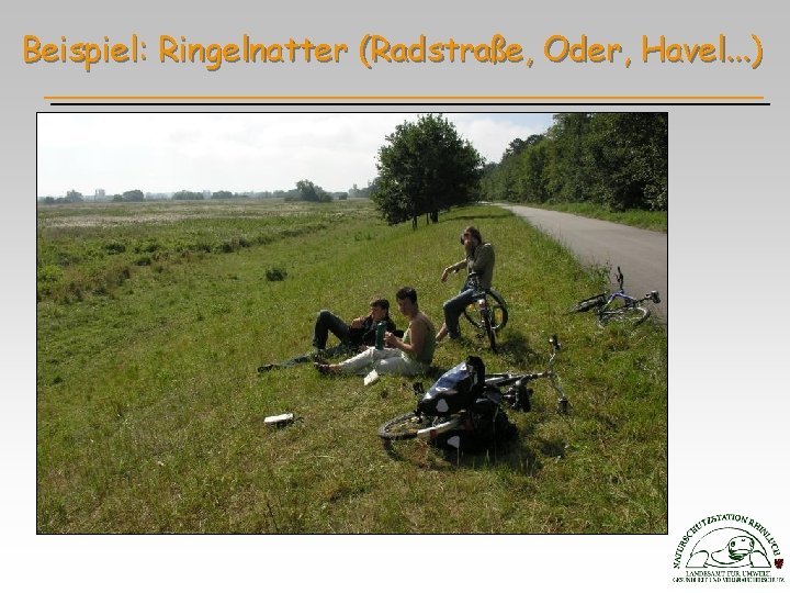 Beispiel: Ringelnatter (Radstraße, Oder, Havel. . . ) 