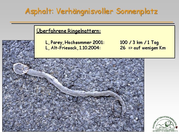 Asphalt: Verhängnisvoller Sonnenplatz Überfahrene Ringelnattern: L, Parey, Hochsommer 2001: L, Alt-Friesack, 1. 10. 2004: