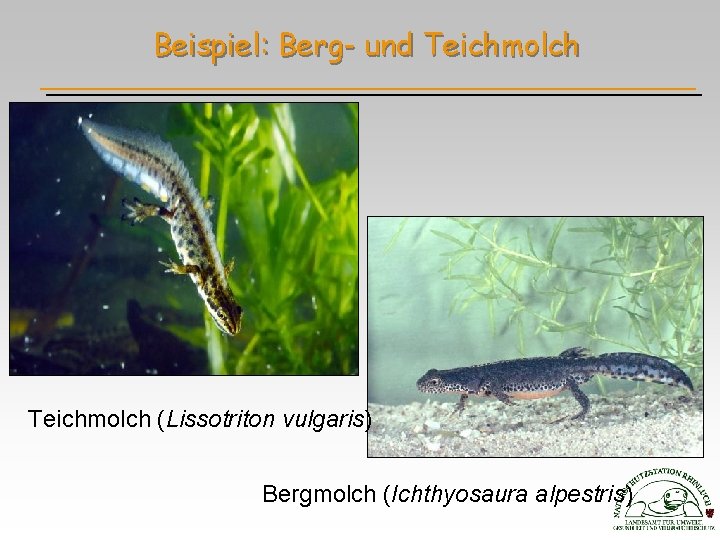 Beispiel: Berg- und Teichmolch (Lissotriton vulgaris) Bergmolch (Ichthyosaura alpestris) 
