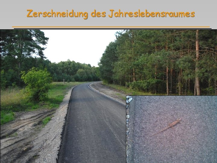 Zerschneidung des Jahreslebensraumes 