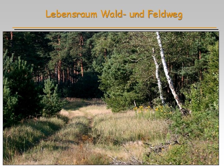 Lebensraum Wald- und Feldweg 