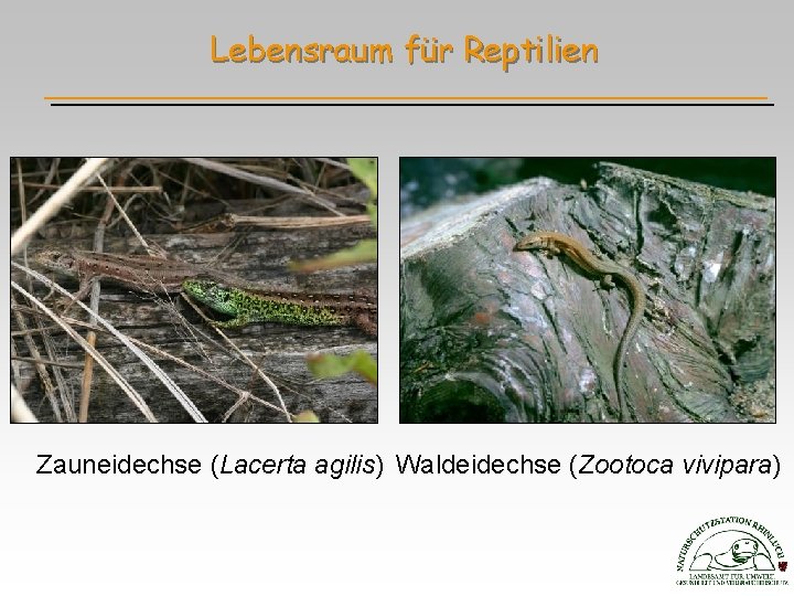 Lebensraum für Reptilien Zauneidechse (Lacerta agilis) Waldeidechse (Zootoca vivipara) 