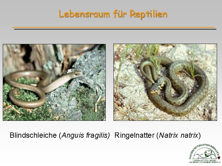 Lebensraum für Reptilien Blindschleiche (Anguis fragilis) Ringelnatter (Natrix natrix) 