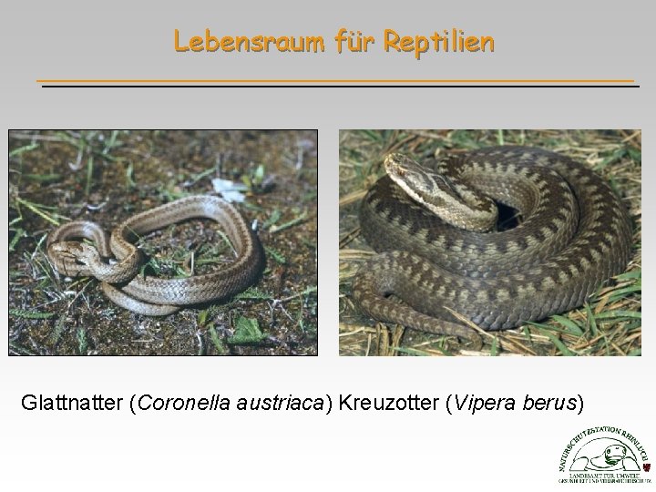 Lebensraum für Reptilien Glattnatter (Coronella austriaca) Kreuzotter (Vipera berus) 