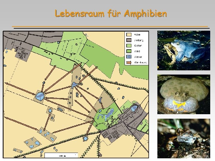 Lebensraum für Amphibien 