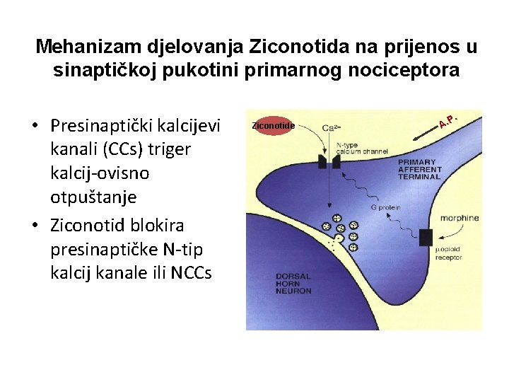 Mehanizam djelovanja Ziconotida na prijenos u sinaptičkoj pukotini primarnog nociceptora • Presinaptički kalcijevi kanali