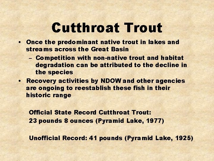 Cutthroat Trout • Once the predominant native trout in lakes and streams across the