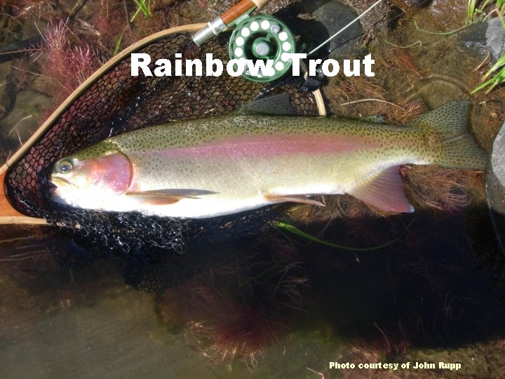 Rainbow Trout Photo courtesy of John Rupp 