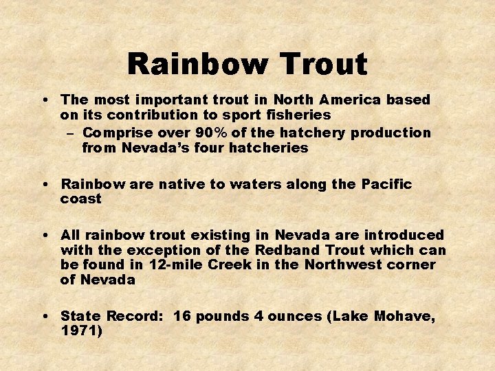 Rainbow Trout • The most important trout in North America based on its contribution