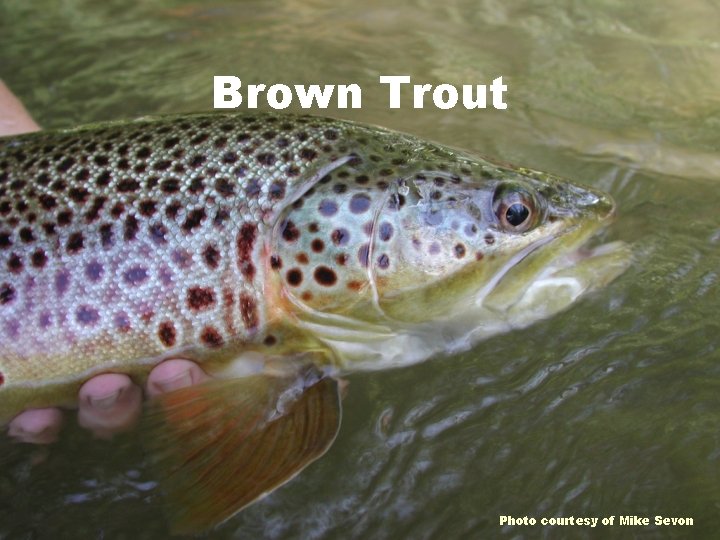 Brown Trout Photo courtesy of Mike Sevon 