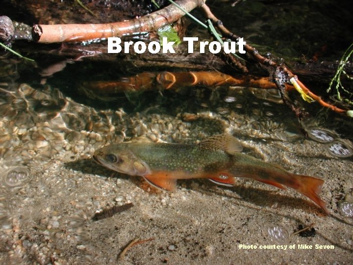 Brook Trout Photo courtesy of Mike Sevon 
