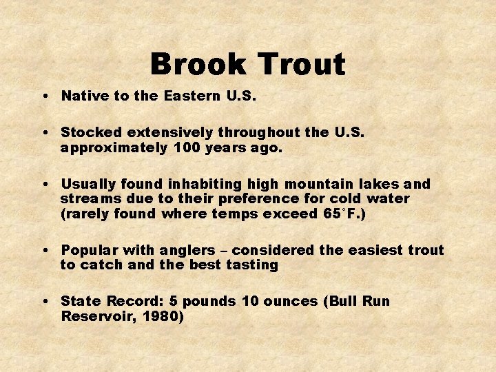 Brook Trout • Native to the Eastern U. S. • Stocked extensively throughout the