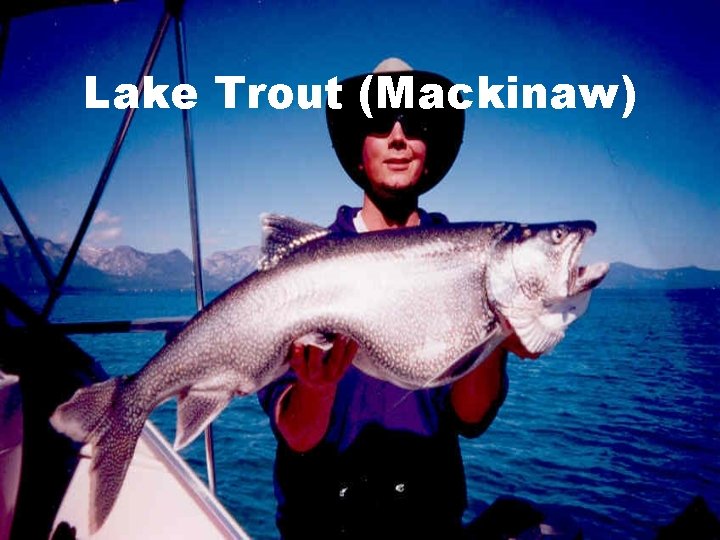 Lake Trout (Mackinaw) 