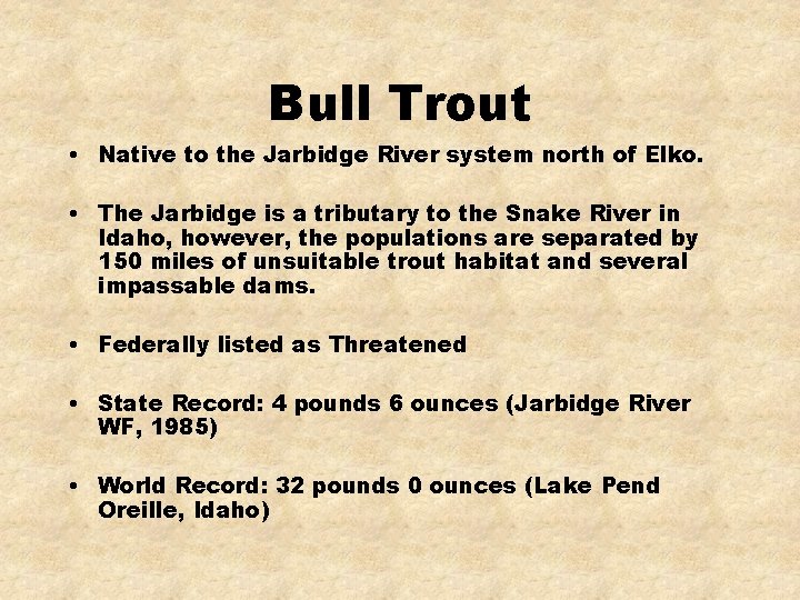 Bull Trout • Native to the Jarbidge River system north of Elko. • The