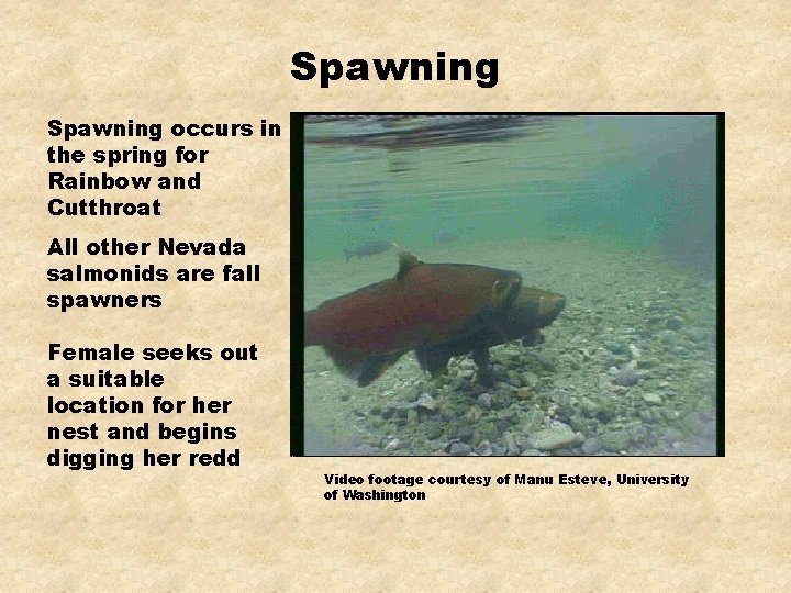 Spawning occurs in the spring for Rainbow and Cutthroat All other Nevada salmonids are