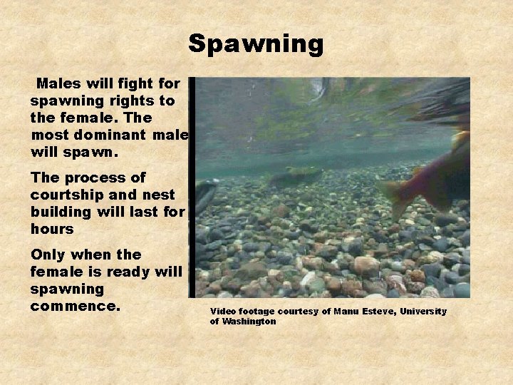 Spawning Males will fight for spawning rights to the female. The most dominant male