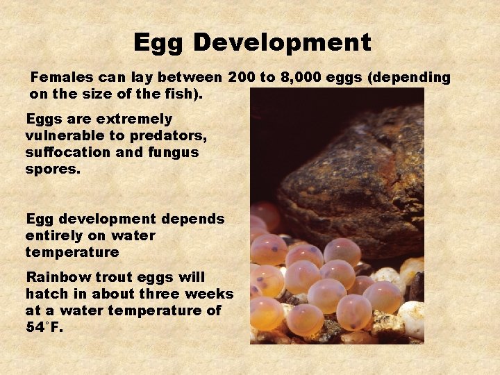 Egg Development Females can lay between 200 to 8, 000 eggs (depending on the