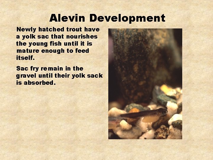 Alevin Development Newly hatched trout have a yolk sac that nourishes the young fish