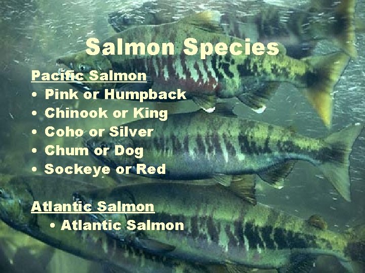 Salmon Species Pacific Salmon • Pink or Humpback • Chinook or King • Coho