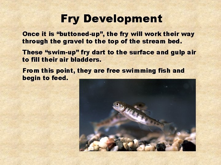 Fry Development Once it is “buttoned-up”, the fry will work their way through the