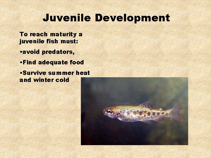 Juvenile Development To reach maturity a juvenile fish must: • avoid predators, • Find