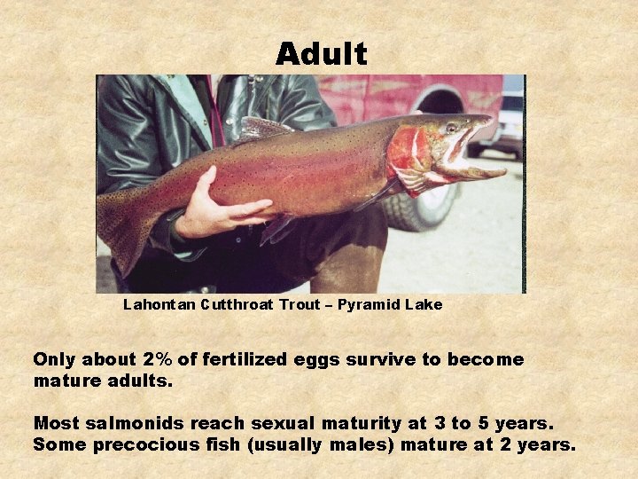 Adult Lahontan Cutthroat Trout – Pyramid Lake Only about 2% of fertilized eggs survive