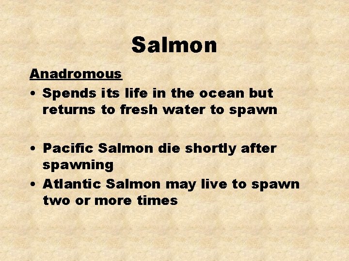 Salmon Anadromous • Spends its life in the ocean but returns to fresh water