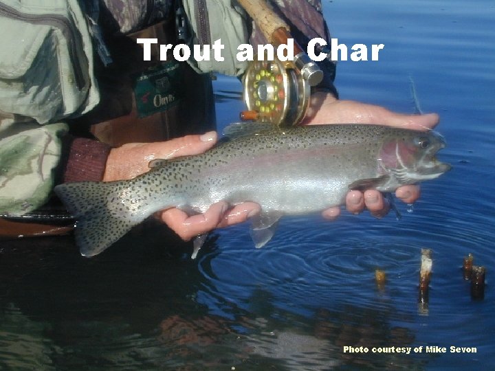 Trout and Char Photo courtesy of Mike Sevon 