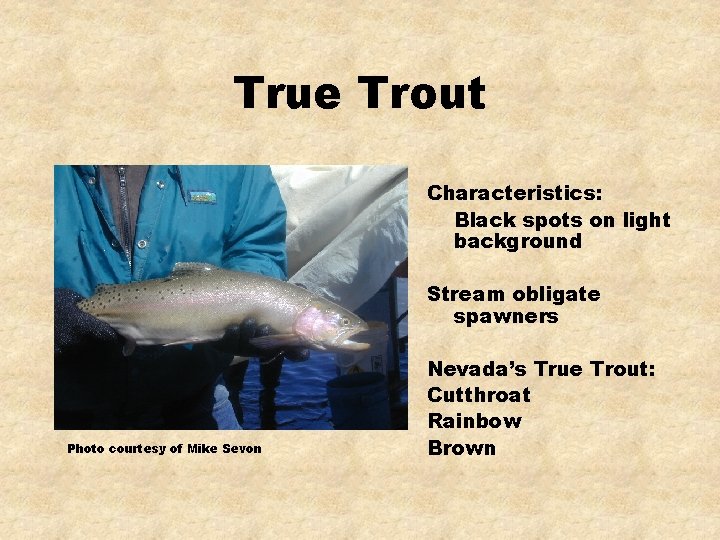 True Trout Characteristics: Black spots on light background Stream obligate spawners Photo courtesy of