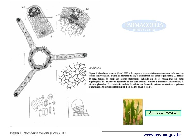 Baccharis trimera Agência Nacional de Vigilância Sanitária www. anvisa. gov. br 