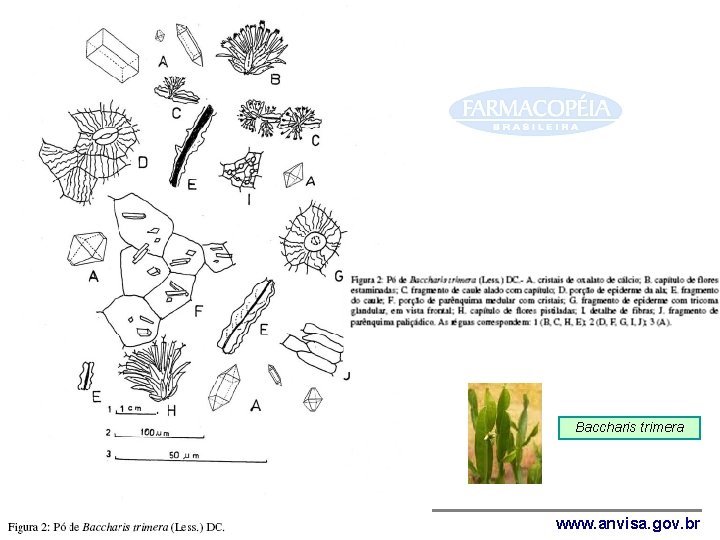 Baccharis trimera Agência Nacional de Vigilância Sanitária www. anvisa. gov. br 