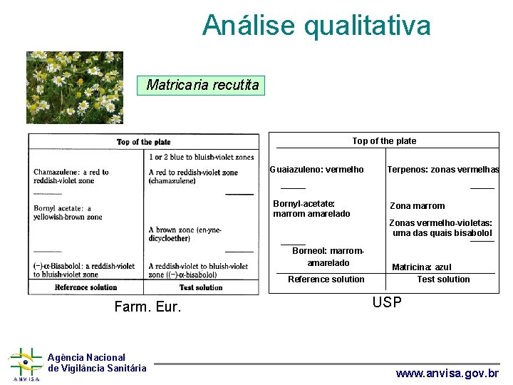 Análise qualitativa Matricaria recutita Top of the plate Guaiazuleno: vermelho Bornyl-acetate: marrom amarelado Borneol: