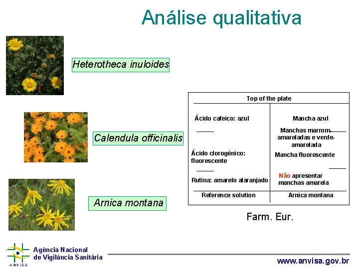 Análise qualitativa Heterotheca inuloides Top of the plate Ácido cafeico: azul Calendula officinalis Manchas