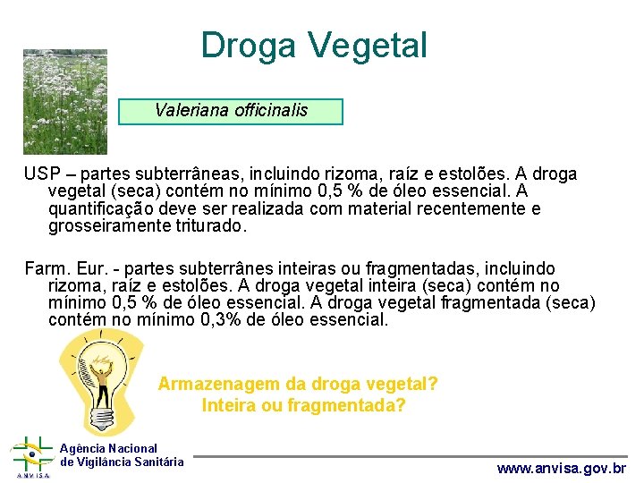 Droga Vegetal Valeriana officinalis USP – partes subterrâneas, incluindo rizoma, raíz e estolões. A