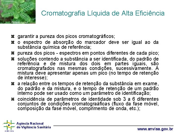  Cromatografia Líquida de Alta Eficiência Phillantus niruri garantir a pureza dos picos cromatográficos;