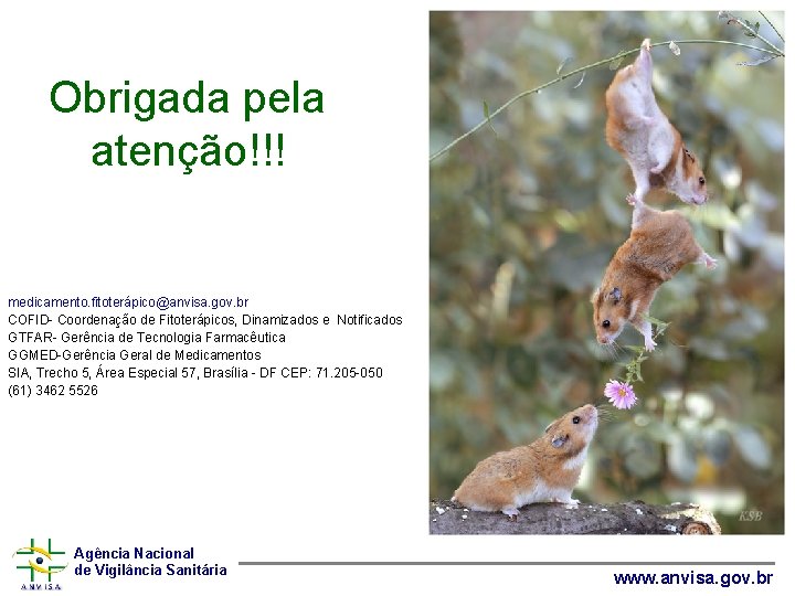 Obrigada pela atenção!!! medicamento. fitoterápico@anvisa. gov. br COFID- Coordenação de Fitoterápicos, Dinamizados e Notificados