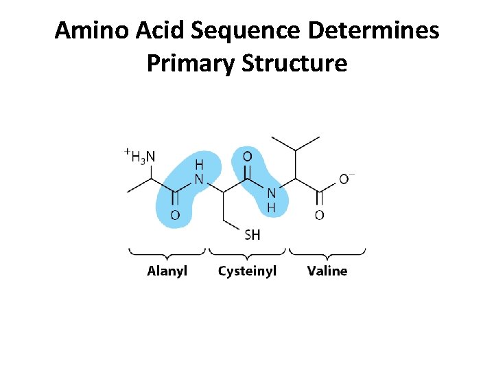Amino Acid Sequence Determines Primary Structure 