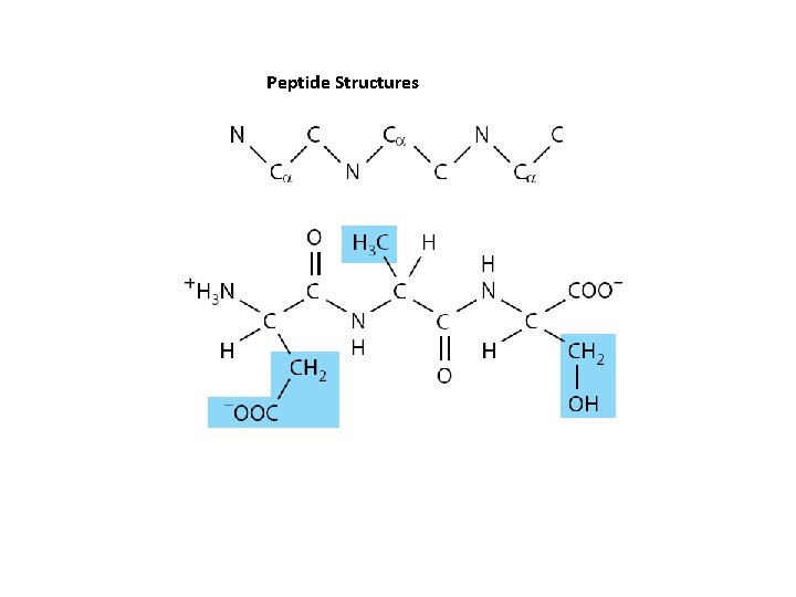 Peptide Structures 