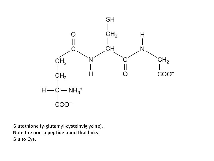 Glutathione (γ-glutamyl-cysteinylglycine). Note the non-α peptide bond that links Glu to Cys. 
