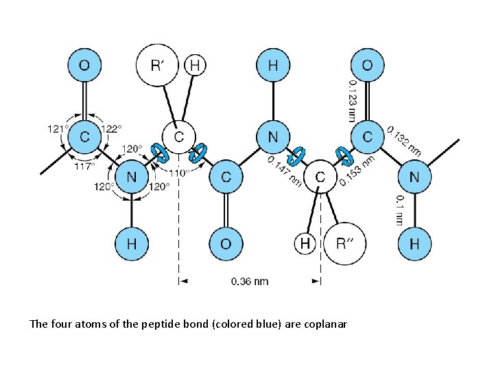 The four atoms of the peptide bond (colored blue) are coplanar 
