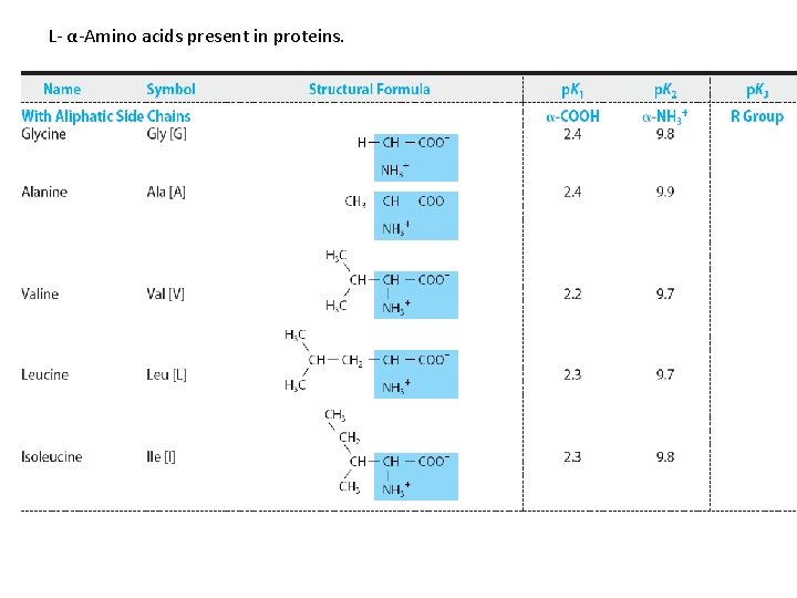 L- α-Amino acids present in proteins. 