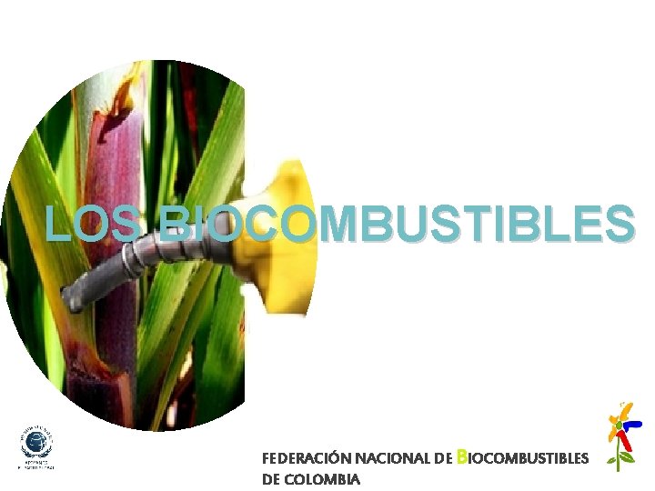 LOS BIOCOMBUSTIBLES FEDERACIÓN NACIONAL DE BIOCOMBUSTIBLES DE COLOMBIA 