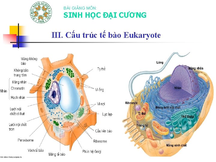 BÀI GIẢNG MÔN: SINH HỌC ĐẠI CƯƠNG III. Cấu trúc tế bào Eukaryote 