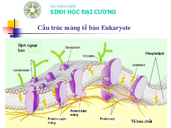 BÀI GIẢNG MÔN: SINH HỌC ĐẠI CƯƠNG Cấu trúc màng tế bào Eukaryote Phospholipid