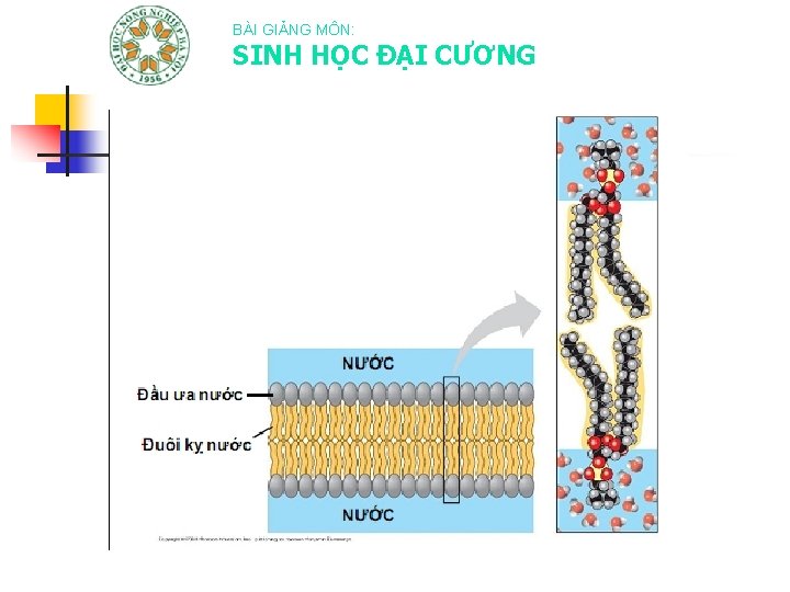 BÀI GIẢNG MÔN: SINH HỌC ĐẠI CƯƠNG 