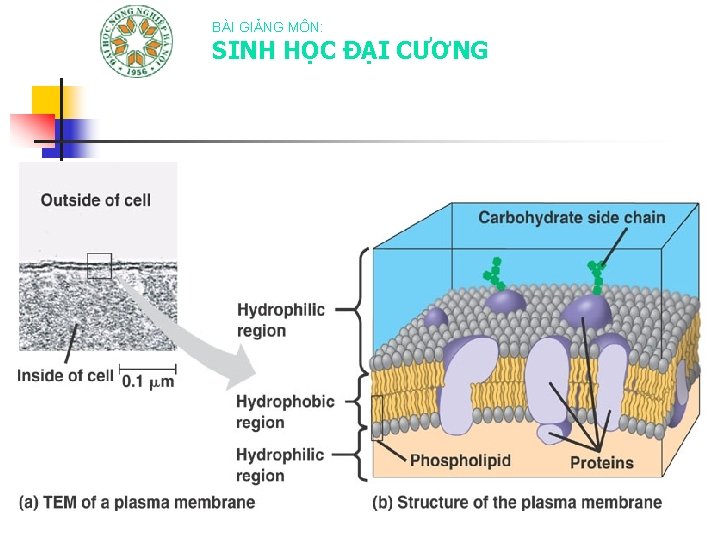 BÀI GIẢNG MÔN: SINH HỌC ĐẠI CƯƠNG 