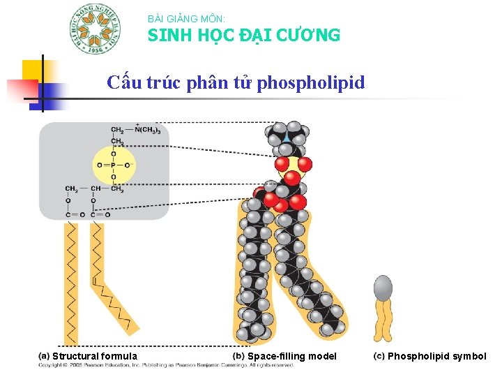 BÀI GIẢNG MÔN: SINH HỌC ĐẠI CƯƠNG Cấu trúc phân tử phospholipid Structural formula